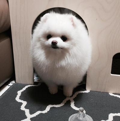 Awesome teacup pomeranian puppies ready now Awesome teacup pomeranian puppies ready now