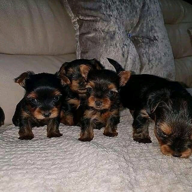 Teacup puppies for sale near me
