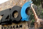 Mexico, Coronavirus lockdown, animals abandoned during coronavirus lockdown are rescued by a zoo in mexico, Plight