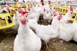 Bird flu new updates, Bird flu new updates, bird flu outbreak in the usa triggers doubts, Raw