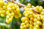 Amla survey, Amla disadvantages, ten health benefits of consuming amla, Galli
