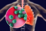 ACE2 and TNPRSS2, coronavirus, new studies explain how the coronavirus enters our body, Ebola