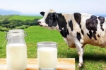 Cow Milk Protein bad for health, Cow Milk Protein good for health, can cow milk protein lead to type 1 diabetes, Cow milk protein