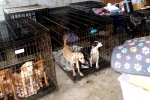 Dog Meat consumption, South Korea, consuming dog meat is a right of consumer choice, Dogs