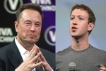 Elon Musk Vs Mark Zuckerberg breaking, Elon Musk Vs Mark Zuckerberg breaking, elon musk vs mark zuckerberg rivalry, Walrus
