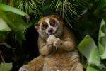 endandgered species, Red list, cute but deadly the critically endangered slow lorises, Cyber crime