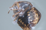 Fungal Pesticides Offer Alternative To Traditional Chemicals, Fungal Pesticides, fungal pesticides offer alternative to traditional chemicals, Arsenic