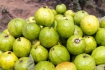 Guava health tips, Guava research, who should be careful with guava, Summer