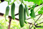 Cucumber new updates, Cucumber health, hack to grow cucumber is going viral for all the right reasons, Science