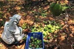 Mango, Export, nipah effect mango growers in karnataka faces tough time in export, Mango growers