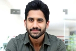 Naga Chaitanya movies, Naga Chaitanya updates, naga chaitanya coming up with a strong lineup of films, Naandhi