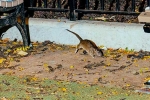 Rodents in New York, Mayor concern on New York rodents, must experience trend in new york city, Empire state building