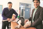 NRI visits India for pet surgery, NRI visits India for surgery of his pet dog, nri visits india for pet surgery, Shawna pandya NRI visits India for pet surgery, NRI visits India for surgery of his pet dog, nri visits india for pet surgery, Shawna pandya