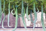 Snake Gourd, Snake Gourd rich in, advantages of eating snake gourd, Acts