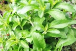 Stevia new updates, Stevia for sugar, is consuming stevia bad for blood sugar levels, South