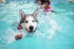 Dog Fitness, Swimming Dog Fitness tips, how can swimming boost your dog s fitness, Less stress