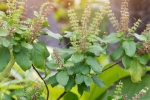 tulsi for face pimples, how to use tulsi leaves for hair, tulsi for skin how this indian herb helps in making your skin acne free glowing, Natural glow