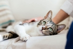 new york, new york, two pet cats in new york test positive for covid 19, Dogs