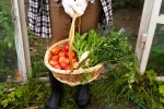 Fruits and Veggies growth, Fruits and Veggies breaking, fruits and veggies that are easy to grow at home, Summer heat