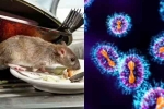 Hantavirus 2026, Hantavirus mutation, is hantavirus mutating to become more contagious, Hantavirus 2026