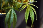 Oil-Based Marijuana Products, Michigan, michigan medical marijuana laws to regulate oil based marijuana products, Medical marijuana