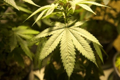 Michigan could legalize the use of Marijuana