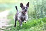 pet insurance, pet insurance, pet insurance for compassionate buddies, Expert advice pet insurance, pet insurance, pet insurance for compassionate buddies, Expert advice