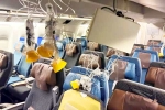 Singapore Airlines turbulence horror videos, Singapore Airlines turbulence horror injured, singapore airlines statement after turbulence horror, Singapore airlines
