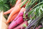 Red Carrot, Red Carrot Vs Orange Carrot news, which carrot is more beneficial for health, Winter