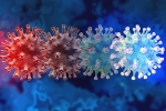 C.1.2 variant breaking news, C.1.2 variant, latest coronavirus variant evades vaccine protection, New coronavirus variant